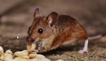 24 Hour & Emergency Exterminators in Zearing, IL
